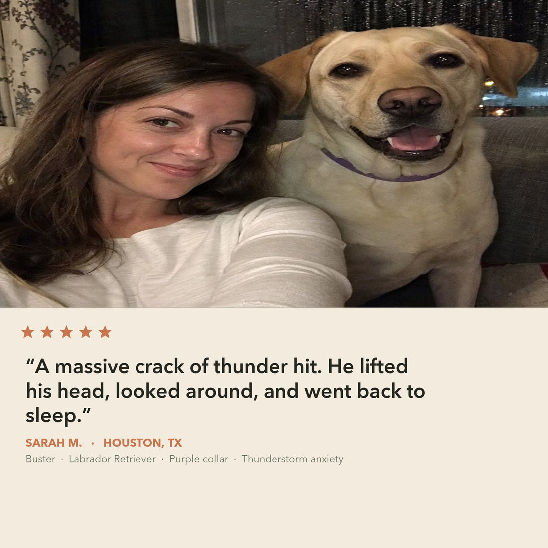 Sarah M. from Houston with Buster, her yellow Labrador in a purple CollarZen collar, who slept through a thunderclap
