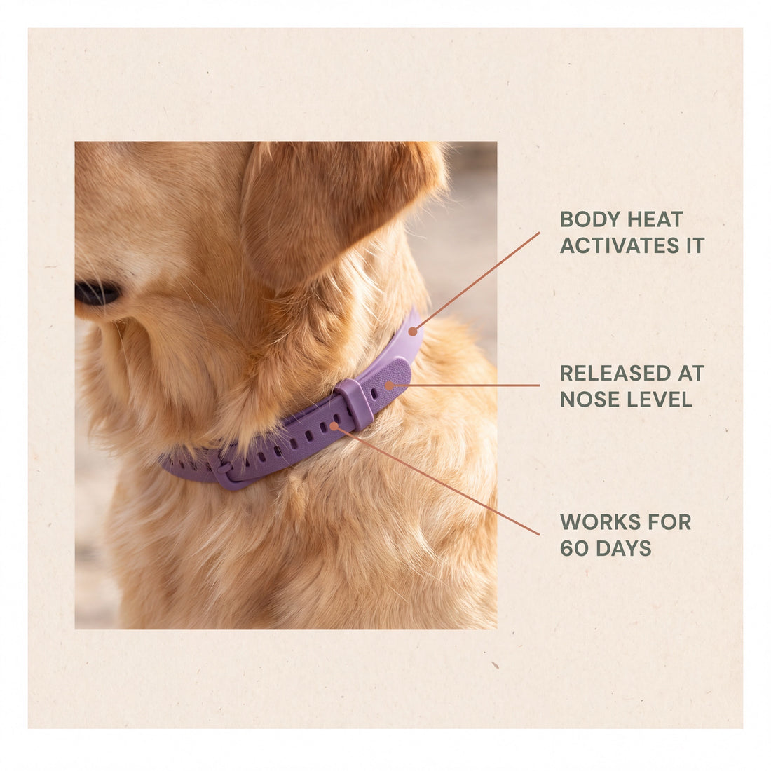 How it works: body heat activates the collar, the blend is released at nose level, and it keeps working for 60 days