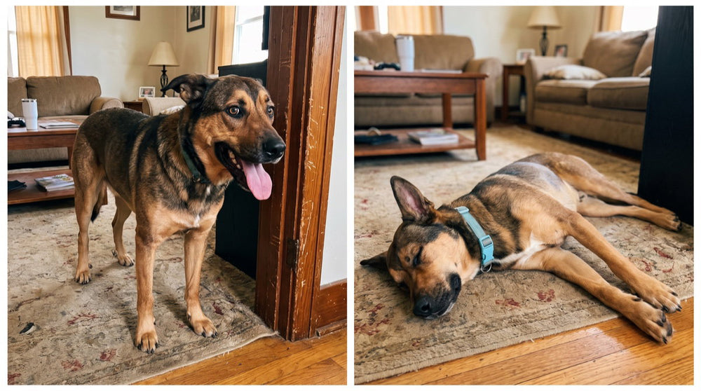 Two photos of the same dog in the same room: tense and panting on the left, asleep and relaxed wearing a blue collar on the right