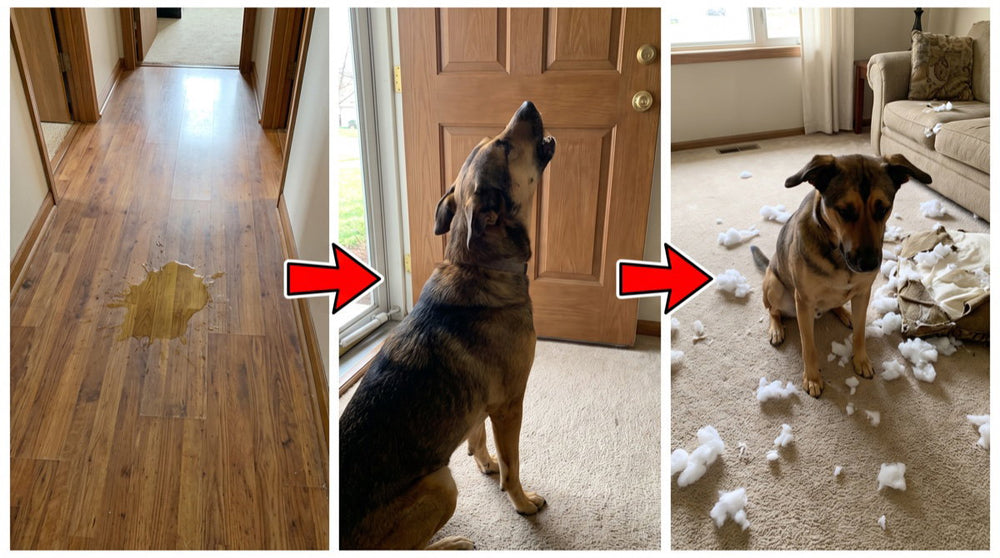 Three photos: an accident on the floor, a dog howling at the front door, a dog sitting among a shredded cushion