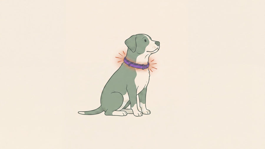 Illustration: the collar warming against a dog's neck.