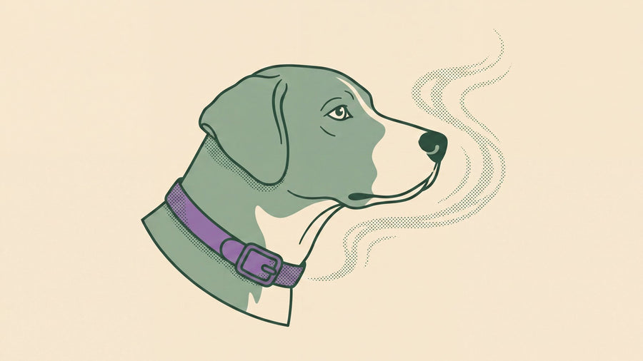 Illustration: the release drifting up past the dog's nose.