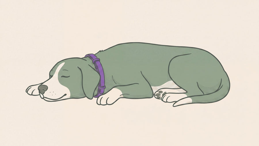 Illustration: the same dog lying down, settled, still wearing the collar.