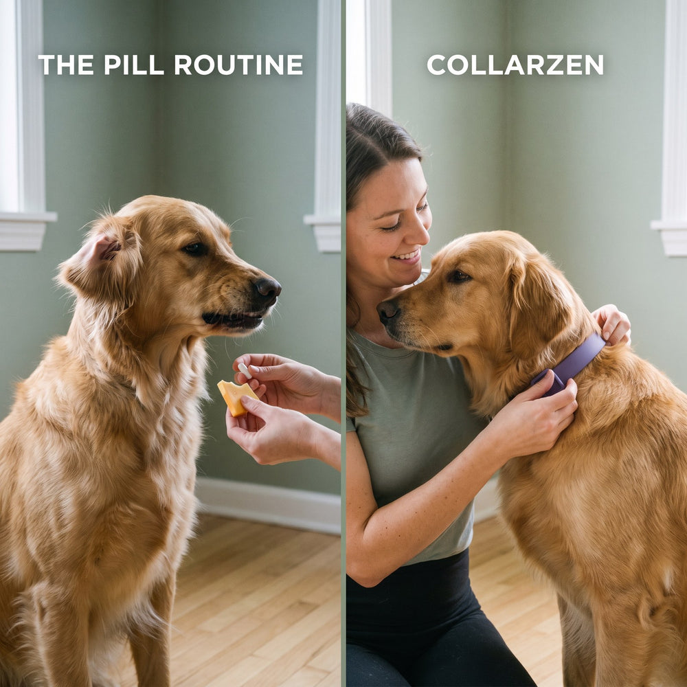 Left: a dog refusing a pill hidden in cheese. Right: his owner fastening a purple CollarZen collar while he leans into her.