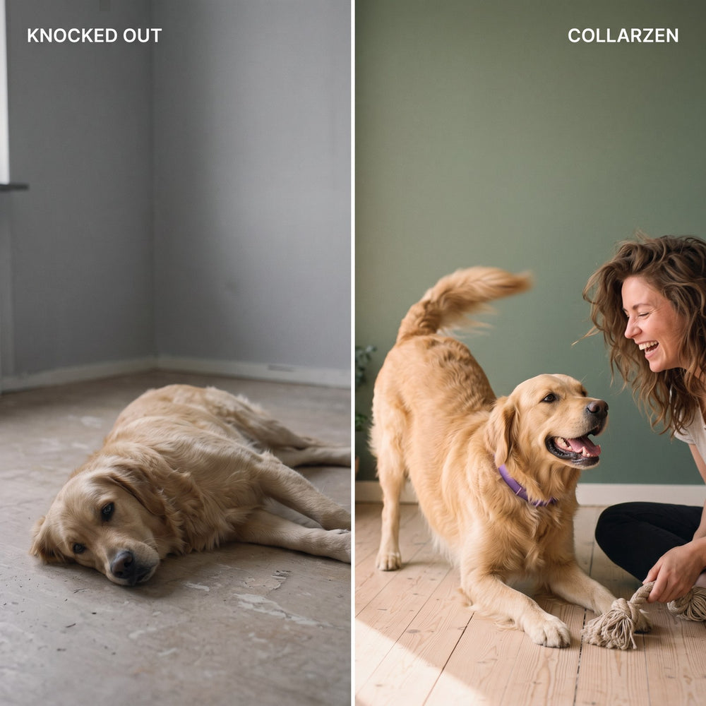 Left: a dog lying flat and glassy-eyed alone. Right: the same dog in a play bow with his owner laughing on the floor.